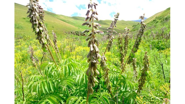 Melianthus villosus Melianthus villosus