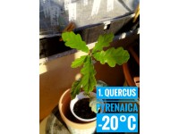 Quercus pyrenaica Quercus pyrenaica