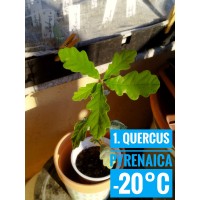 Quercus pyrenaica