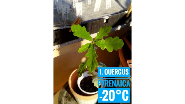 Quercus pyrenaica Quercus pyrenaica