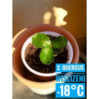 Quercus wislizeni