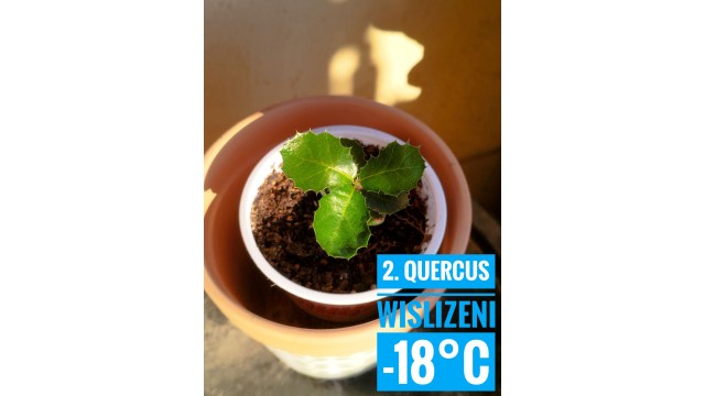 Quercus wislizeni
