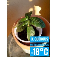 Quercus miquihuanensis