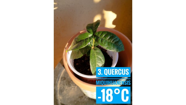 Quercus miquihuanensis