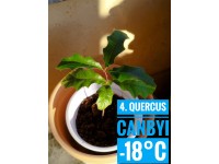Quercus canbyi Quercus canbyi