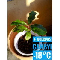 Quercus canbyi