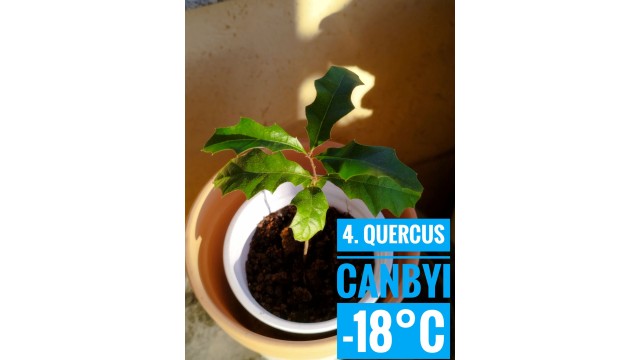 Quercus canbyi