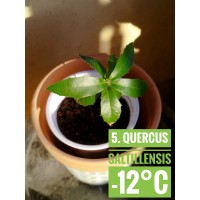 Quercus saltillensis