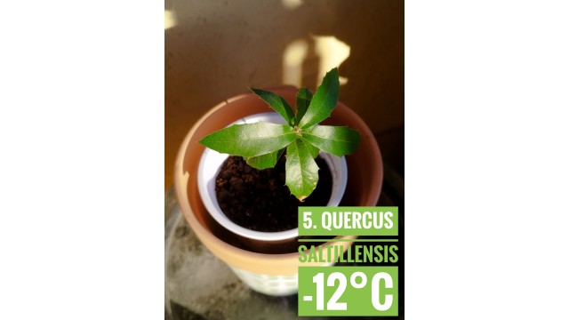 Quercus saltillensis