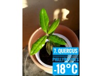 Quercus phillyreoides Quercus phillyreoides