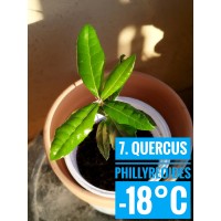 Quercus phillyreoides