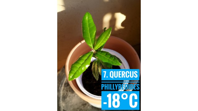 Quercus phillyreoides