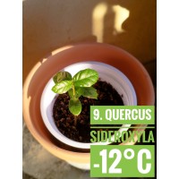 Quercus sideroxyla