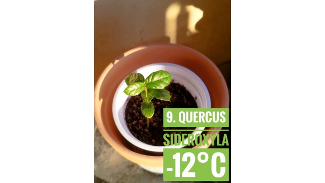 Quercus sideroxyla