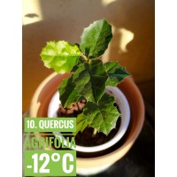 Quercus agrifolia