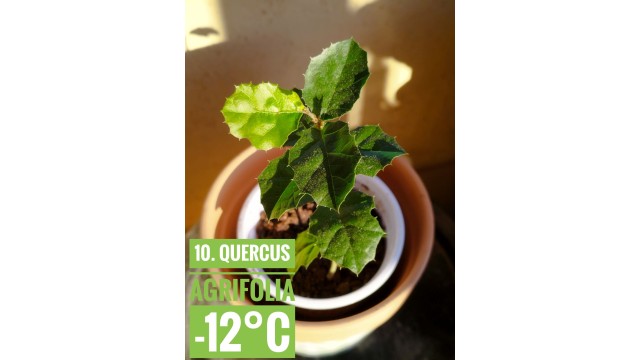 Quercus agrifolia