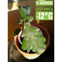 Quercus lusitanica Quercus lusitanica