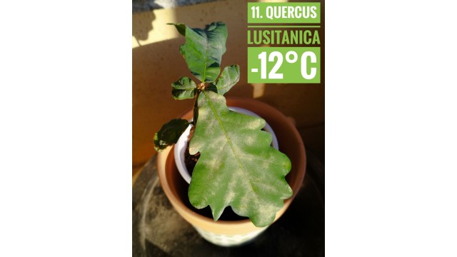 Quercus lusitanica