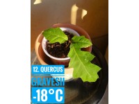 Quercus gravesii Quercus gravesii