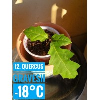 Quercus gravesii Quercus gravesii