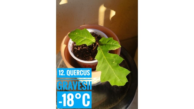 Quercus gravesii