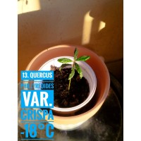 Quercus phillyreoides var. crispa