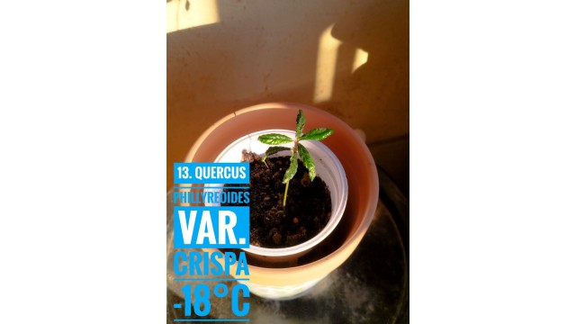 Quercus phillyreoides var. crispa