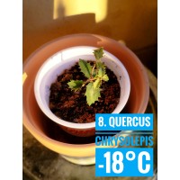 Quercus chrysolepis