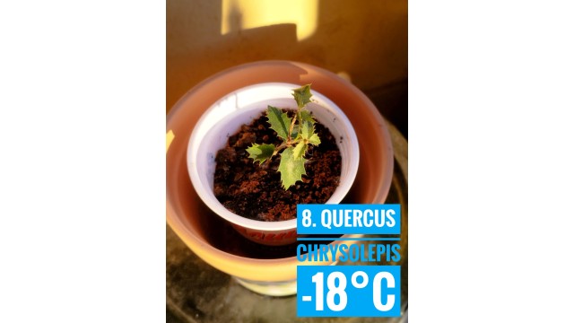 Quercus chrysolepis
