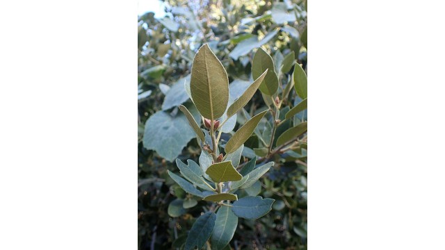 Quercus chrysolepis Quercus chrysolepis