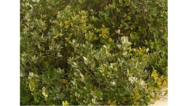 Quercus lusitanica