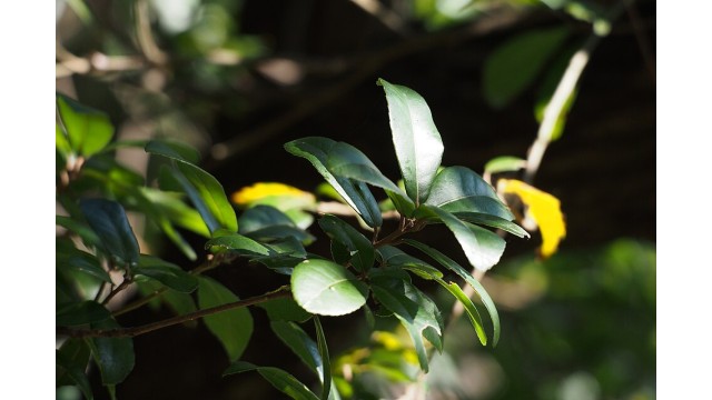 Quercus phillyreoides
