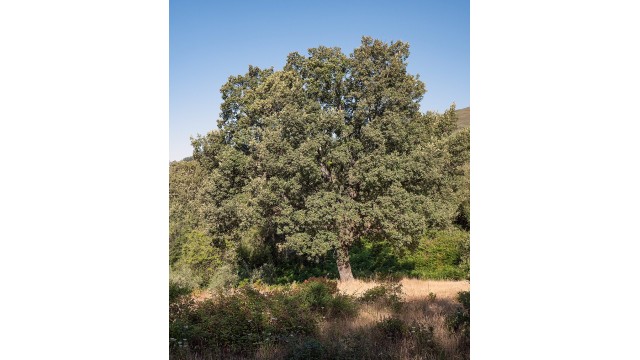 Quercus pyrenaica Quercus pyrenaica