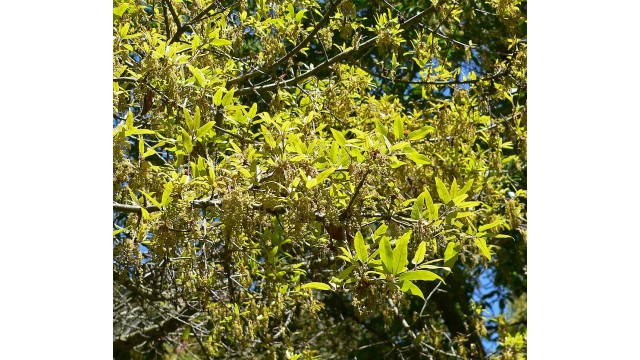 Quercus saltillensis Quercus saltillensis