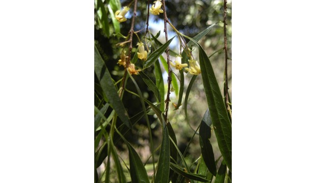 Pittosporum phillyreoides Pittosporum phillyreoides