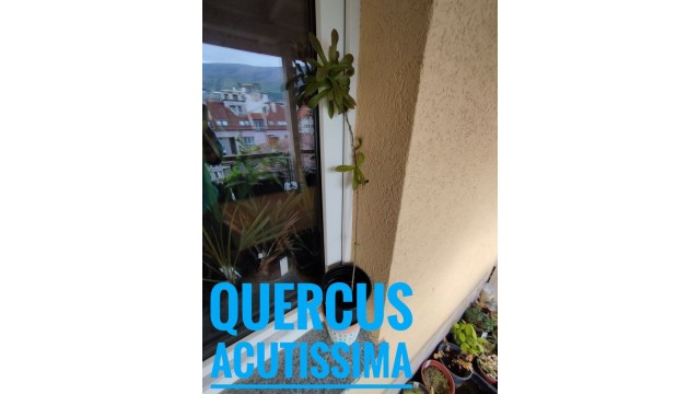 Quercus acutissima