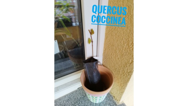Quercus coccinea