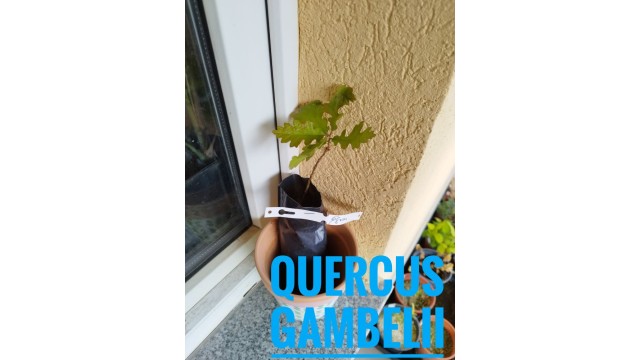 Quercus gambelii