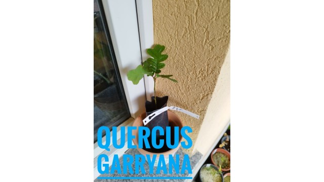 Quercus garryana