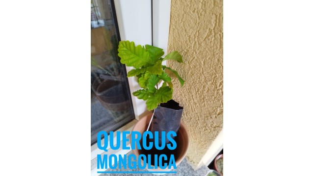 Quercus mongolica