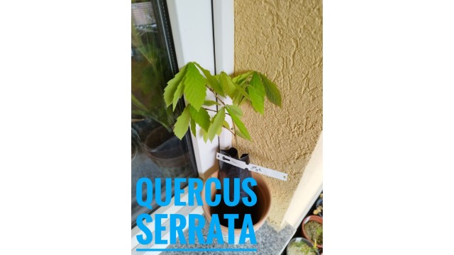 Quercus serrata