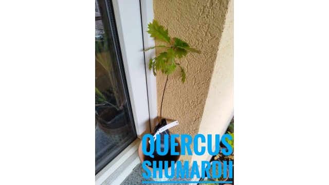 Quercus shumardii