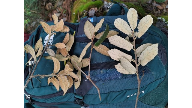 Quercus miquihuanensis