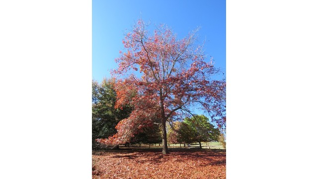 Quercus coccinea