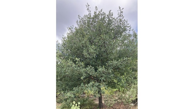 Quercus engelmannii