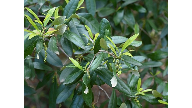 Quercus fusiformis
