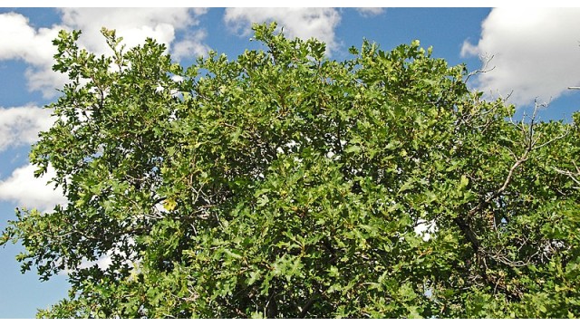 Quercus gambelii