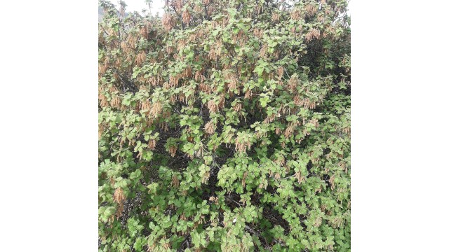 Quercus hintoniorum
