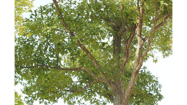Quercus serrata