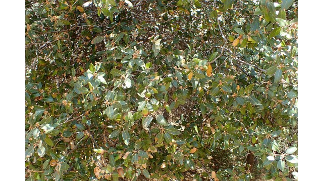 Quercus wislizeni